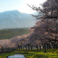 桜2022