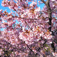 桜の季節が始まる