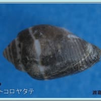 フトコロヤタテ