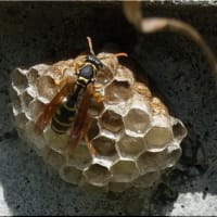 フタモンアシナガバチ、と思うのですが～？。