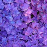 紫陽花だよ✨