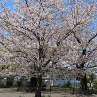 幸ヶ谷公園の桜（京急・神奈川駅近く）