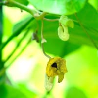 アヤメ、シラン、オオバウマノスズクサの花とツワブキの葉（板橋区立赤塚植物園 2024.5.12撮影）