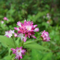 山道にミゾソバの花がいっぱい咲いてます