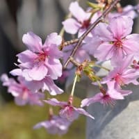 鉢植えの「富士しだれ桜」