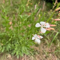 オサンポ walk - 植物plant : 白蝶草 bee blossom