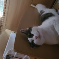 今日も今日とて