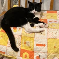 猫 甲状腺亢進症 切除手術後日記1