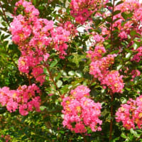 我が家にも百合の花