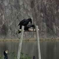 今日の鳥