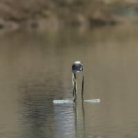 ハリオアマツバメさんに逢えた！　Ⅱ