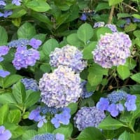 早朝の青果露店 ＆ ロード・サイドを飾る紫陽花