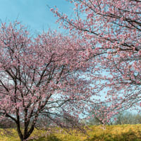 2021春分　北浅羽桜堤公園の春
