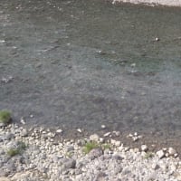 今日の那賀川上流