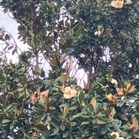 タイサンボクの花　Magnolia flower