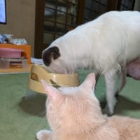 見ないで