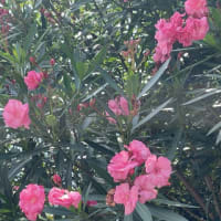 『久我山歳時記』（67）〜小暑となり、暑中お見舞い