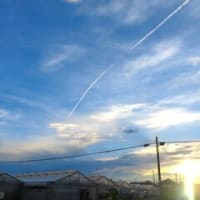 ビオラの苗　＆　飛行機雲　＆　シュガープラム