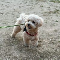 お散歩で動くぬいぐるみのような麦ちゃんに偶然会ったよ♪