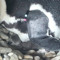 何ペンギンのヒナ？　４