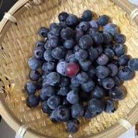 ブルーベリー収穫