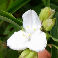ムラサキツユクサ・白花（花）