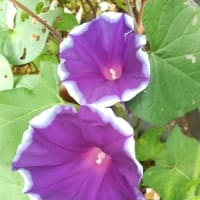朝顔の季節。(6/28＊土）