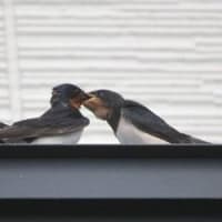 幼鳥カルガモの群れ＆親の姿、ドキドキ眺め　(　岐阜県美濃地方　)