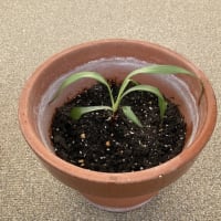 吉を呼ぶ草よ育て！