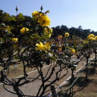 前橋薔薇園