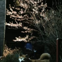 お花見日和