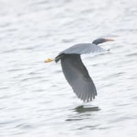 06/30探鳥記録写真：２０２５年５月に出会った鳥たち②