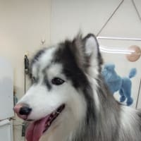 ハスキー
