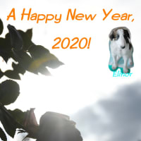 A Happy New Year, 2020!