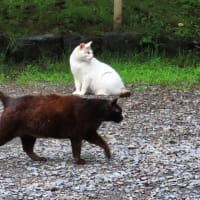 祇園　円山公園の桜猫たち
