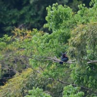 ブッポウソウ　求愛給餌　その３／岡山県