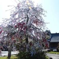 水戸の花と史跡等(5)