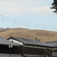 若草山山焼きから1週間。まだ焼き直しはやっていないようですね。