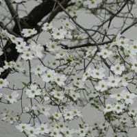 ハナミズキ　〈花水木の白い花〉　
