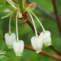 「満天星躑躅の花が咲きました」　MY　GARDEN　2025.05.17日撮影
