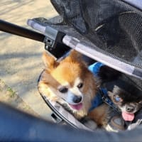 春ですね