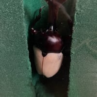 カブトムシの世界