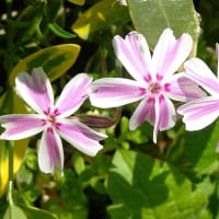 庭の芝桜 （１）３種