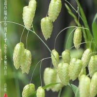 小判草