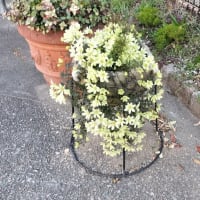小次郎と春の草花－クレマチス・ペトリエイ－
