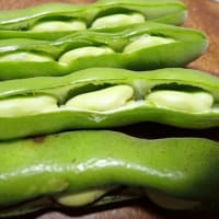 トマトの雨よけビニール張る