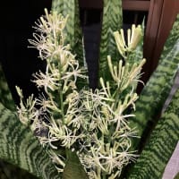 サンセベリアの開花