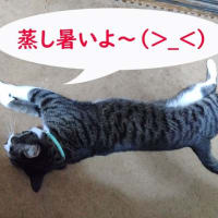 6月16日（月）蒸し暑さ到来…