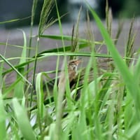 なかなか姿を見せない、オオヨシキリ。