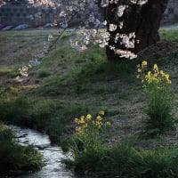 福島桜巡り　猪苗代町　観音寺川の桜並木　その１